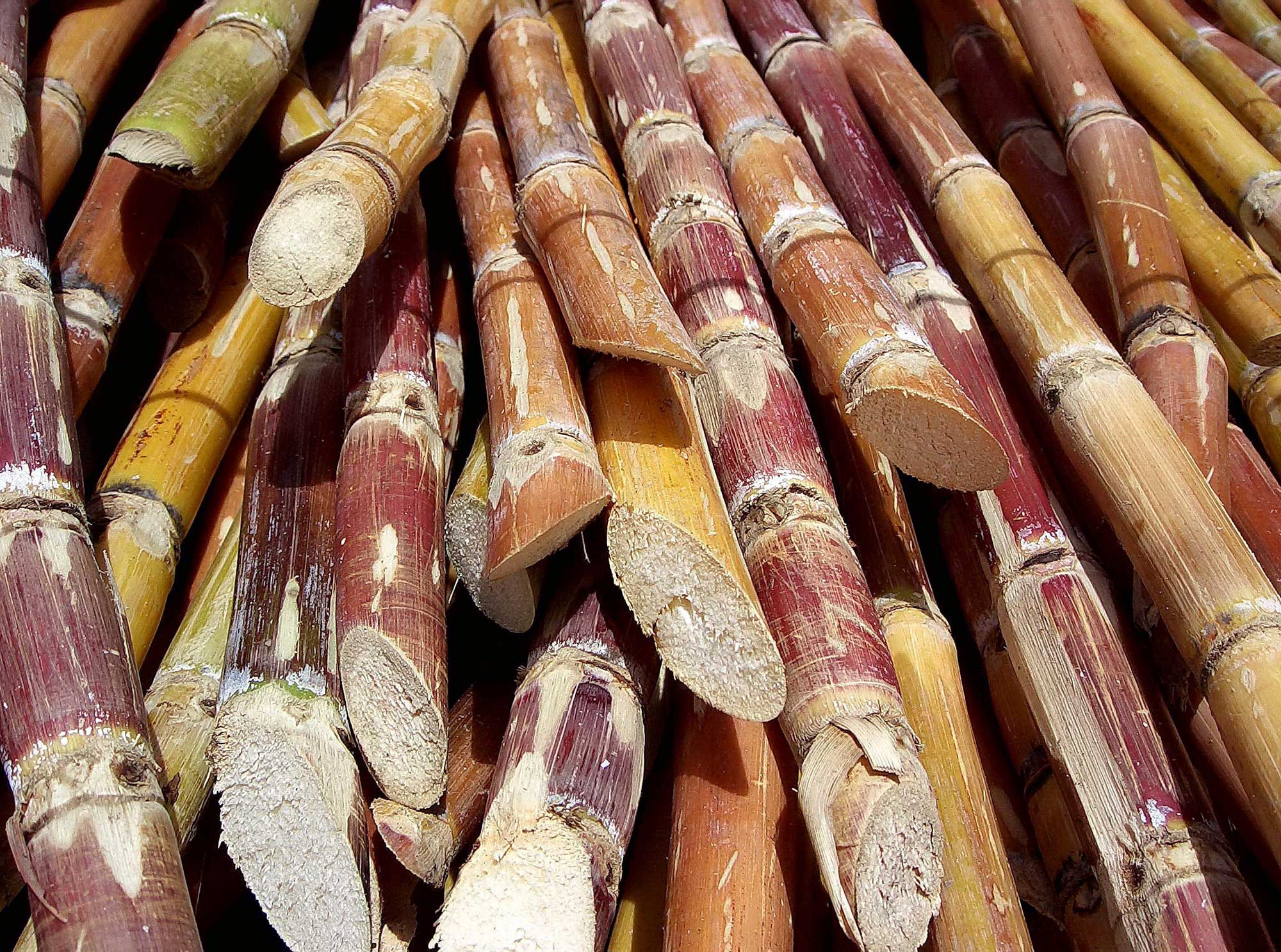 Photograph of a pile of cut sugar cane stalks showing that the centers of the stem are solid in the internodal regions.