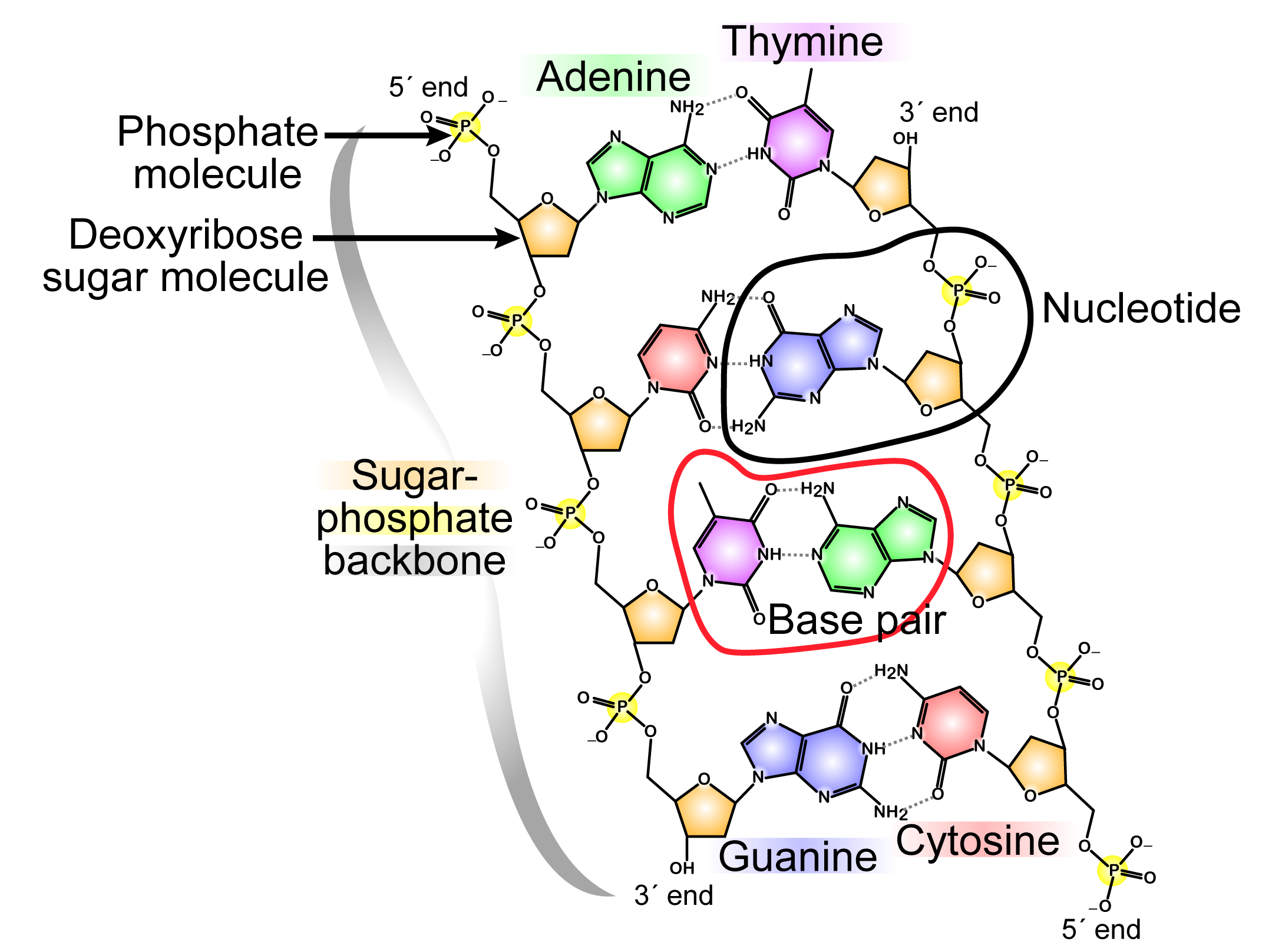 Two-dimensional molecular diagram of a double-stranded DNA molecule. The molecule consists of two sugar-phosphate backbones connected by pairs of nucleotides, adenine with thymine and guanine with cytosine.