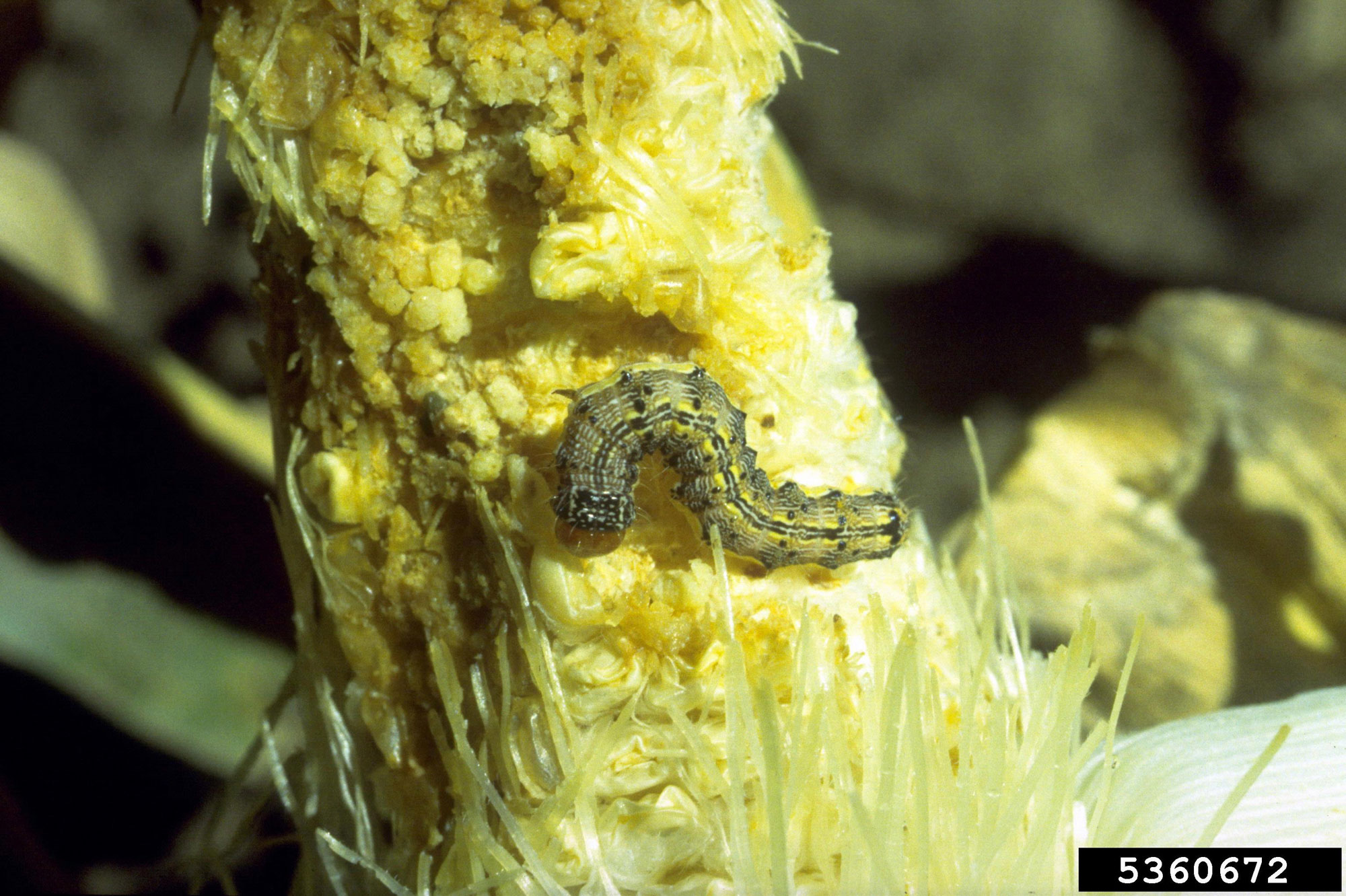 Photograph of an ear of maize with kernels that have been extensively damages. A caterpillar sits on the surface of the maize ear. It is brown with a prominent double black stripe running down its back.