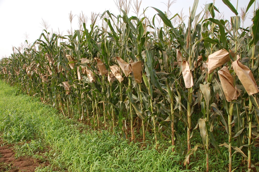 Photograph of a field of maize plants with ears covered by paper bags.