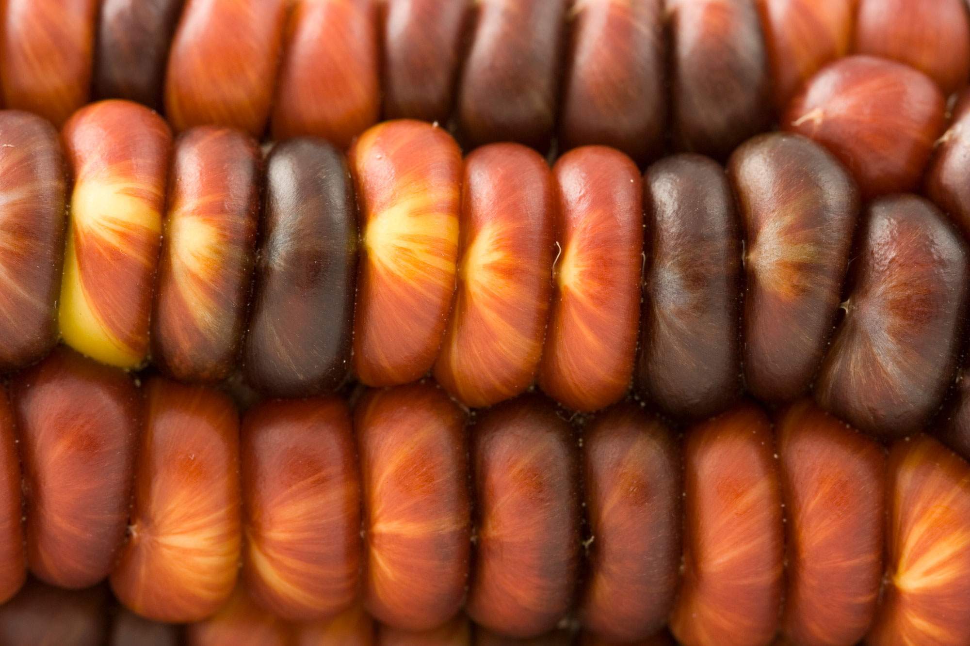 Photograph showing a close-up of maize kernels varying from brown to red with yellow stripes or streaks on them.