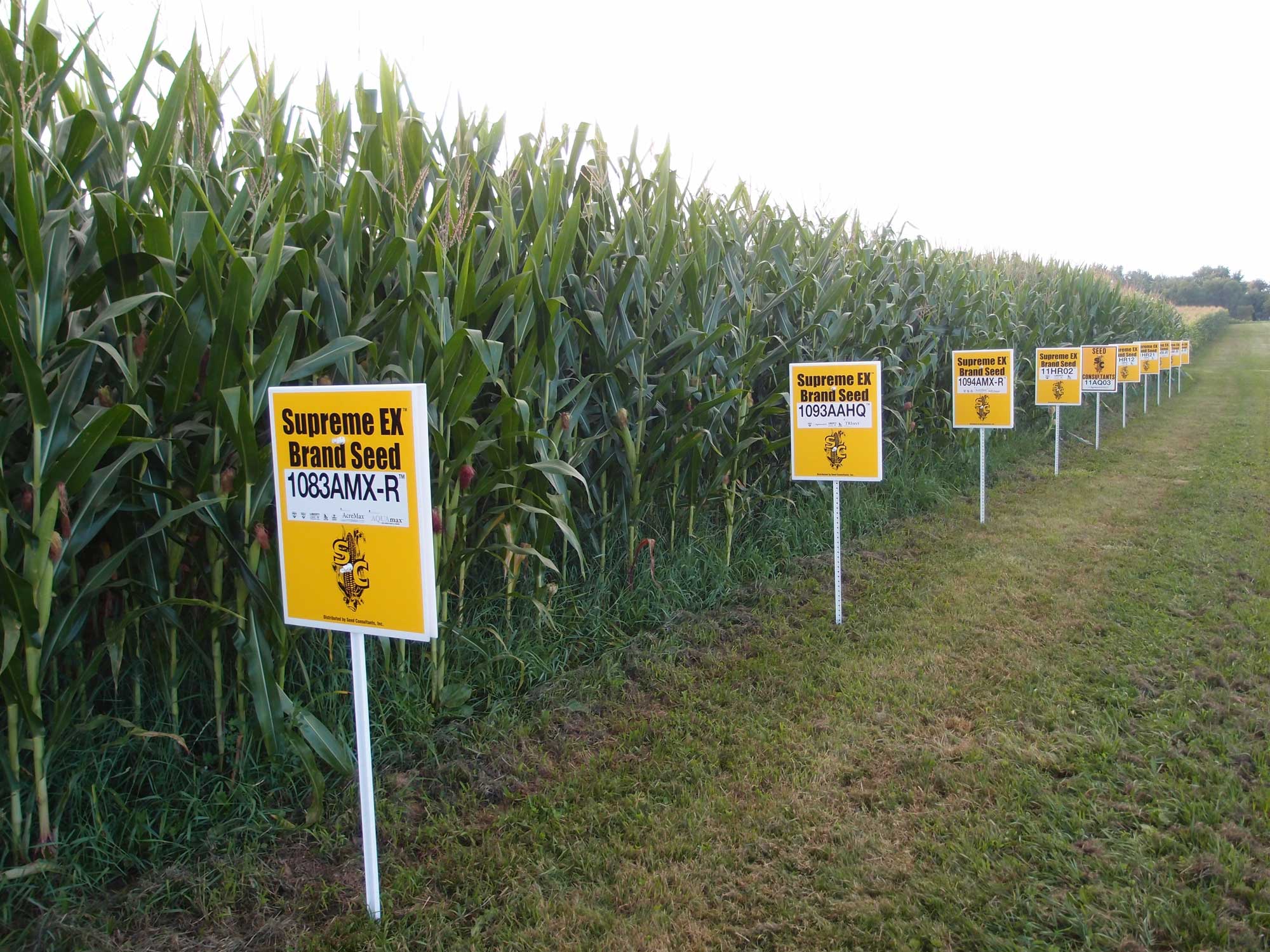 Photograph of a field of hybrid maize. On the right side of the field is a mowed area in which signs have been placed at regular intervals. The signs are yellow and white and are labeled with the brand and code for different types of seed. The nearest sign says "Supreme EX Brand Seed 1083AMX-R."