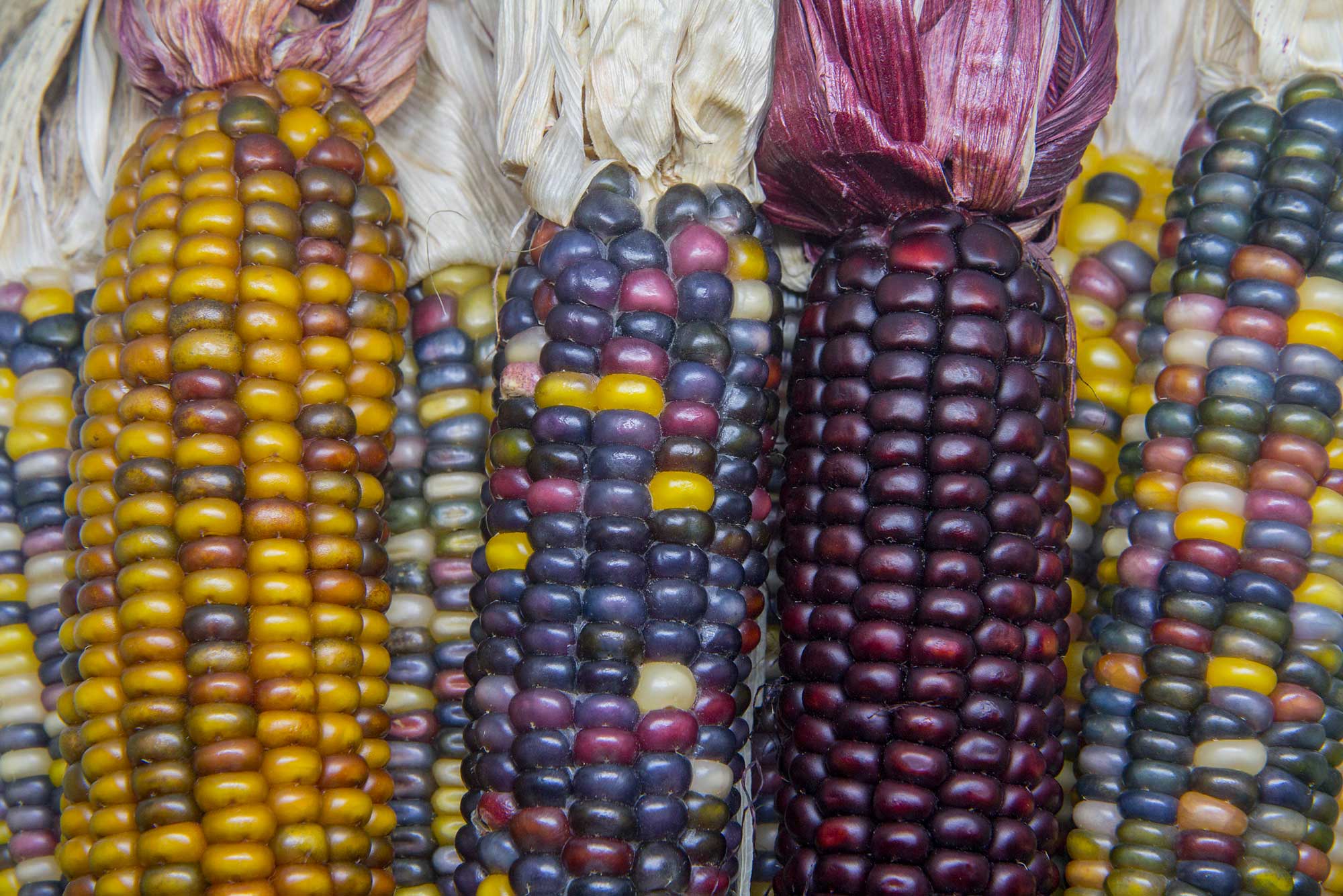 Detail of ears of maize with multicolored kernels, showing variation among different ears. 