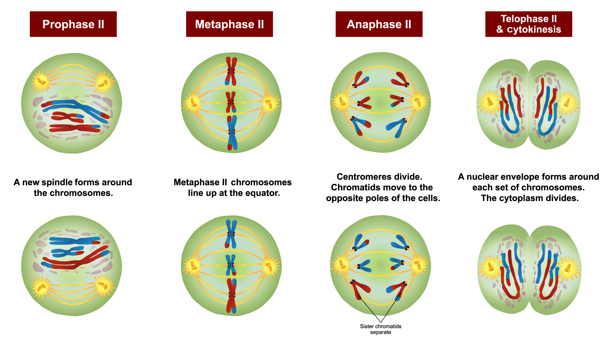 Diagram illustrating the stages of meiosis two: Lining up of the chromosomes in the center of each of two cells, separation of the chromatids in each chromosome, and dividing of the cell into two daughter cells.