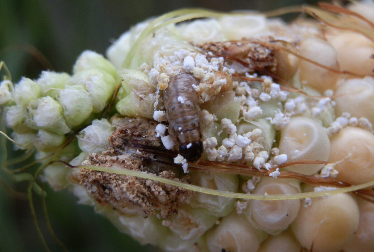 Photograph of a European corn borer on an ear of corn. In the photo, a caterpillar is emerging from the kernels of an ear of maize. The caterpillar is surrounded by white frass (feces).
