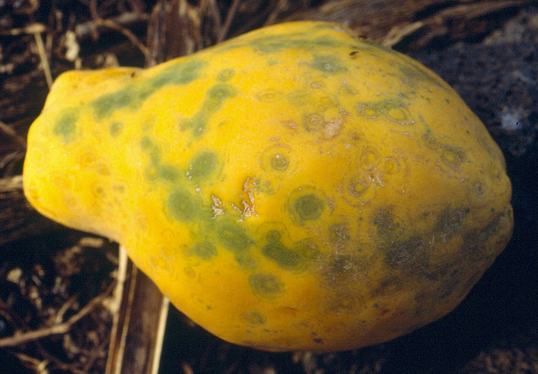 Photograph of a papaya fruit infected with ringspot virus laying on the ground. The fruit is urn-shaped and yellow with green and yellow spots surrounded by concentric rings.