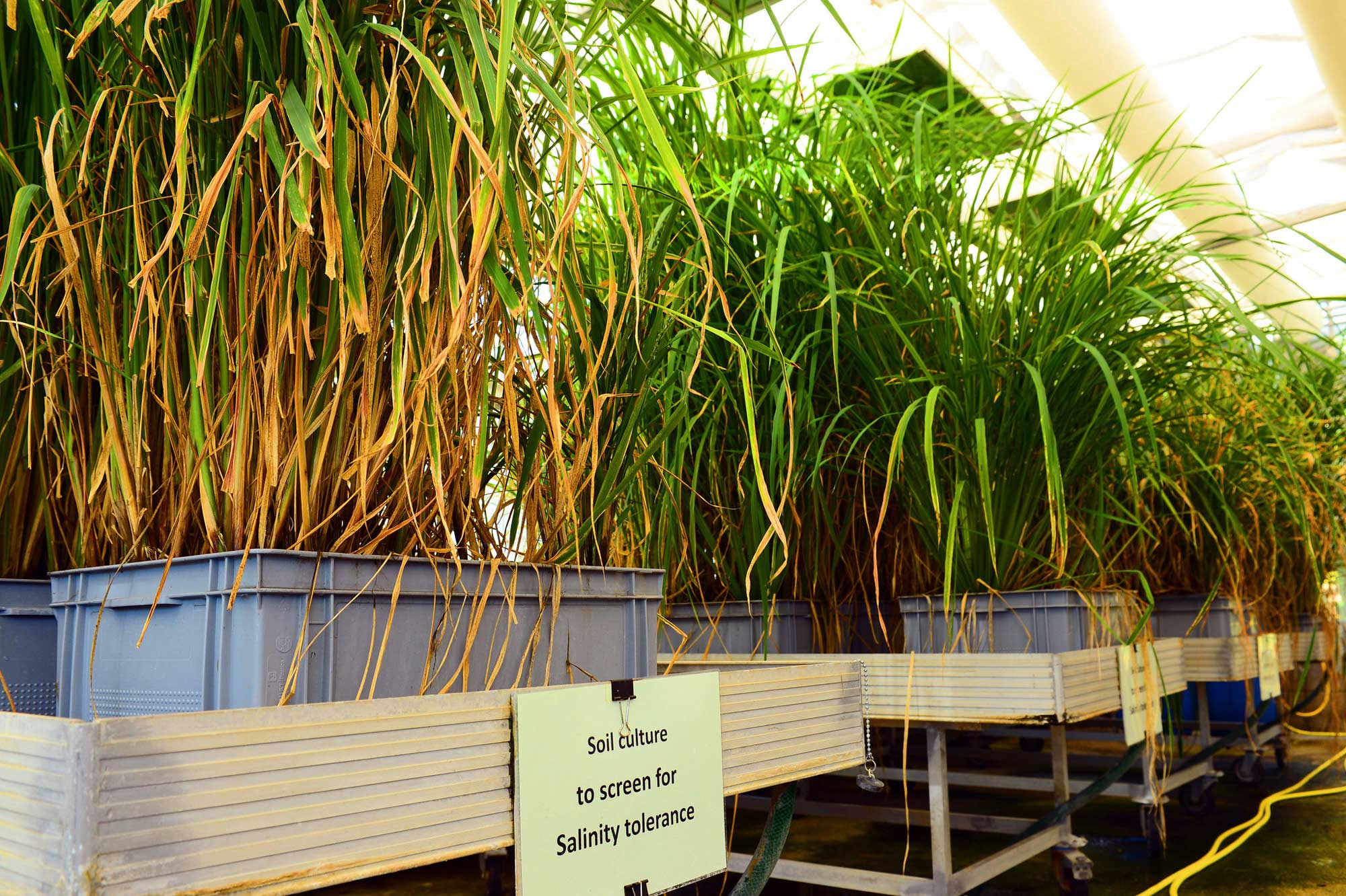 Photograph of a greenhouse for plant breeding. The photo shows a row of gray metal tables; the top of each table is surrounded by rail. On the tabletops are blue rectangular containers, each with clumps of grass growing in them. The tables are labeled. The nearest table has a label that says "Soil culture to screen for salinity tolerance."