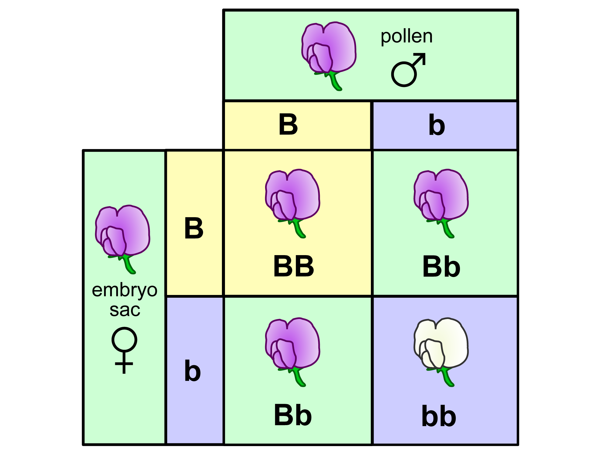 A diagram showing the inheritance of color in pea flowers. Each parent plant is heterozygous for flower color, with one dominant allele for pink flowers (B) and one recessive allele for white flowers (b). Flower color in the offspring is based on whether each inherits at least one dominant allele (pink flowers) or two recessive alleles (white flowers). The offspring include one plant with two dominant alleles (BB), two plants with one dominant and one recessive allele (Bb), and one plant with two recessive alleles (bb).