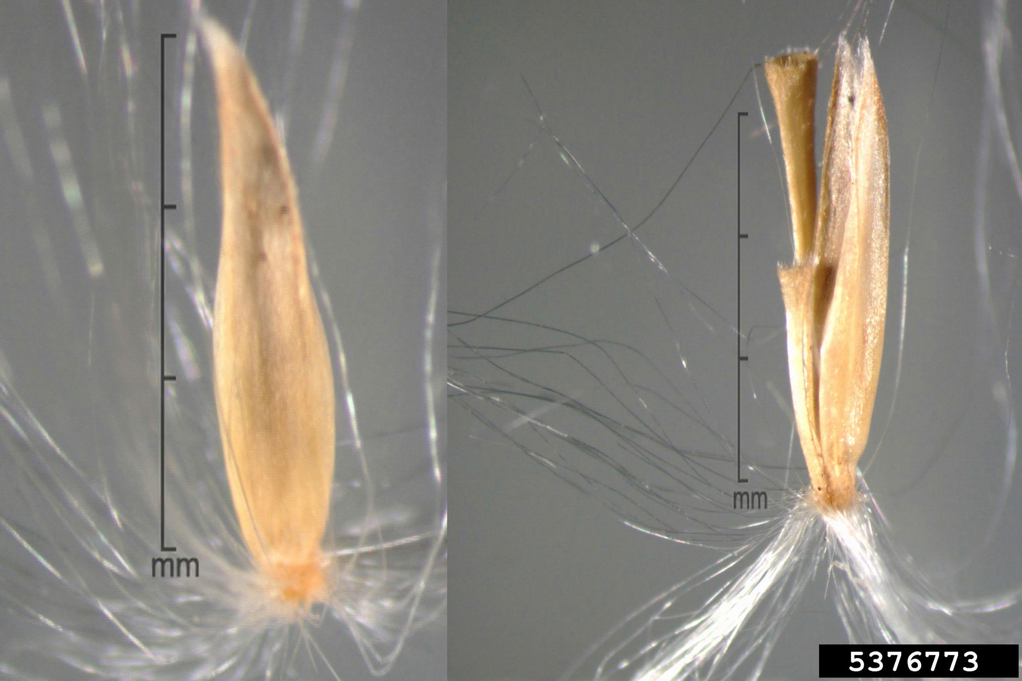 Photograph showing two views of a disseminule of sugarcane. The disseminule consists of a sessile caryopsis (grain) with its surrounding bracts and two attached stalks. The shorter stalk is a pedicel from the pedicellate spikelet and the longer stalk is part of the rame axis (branch).