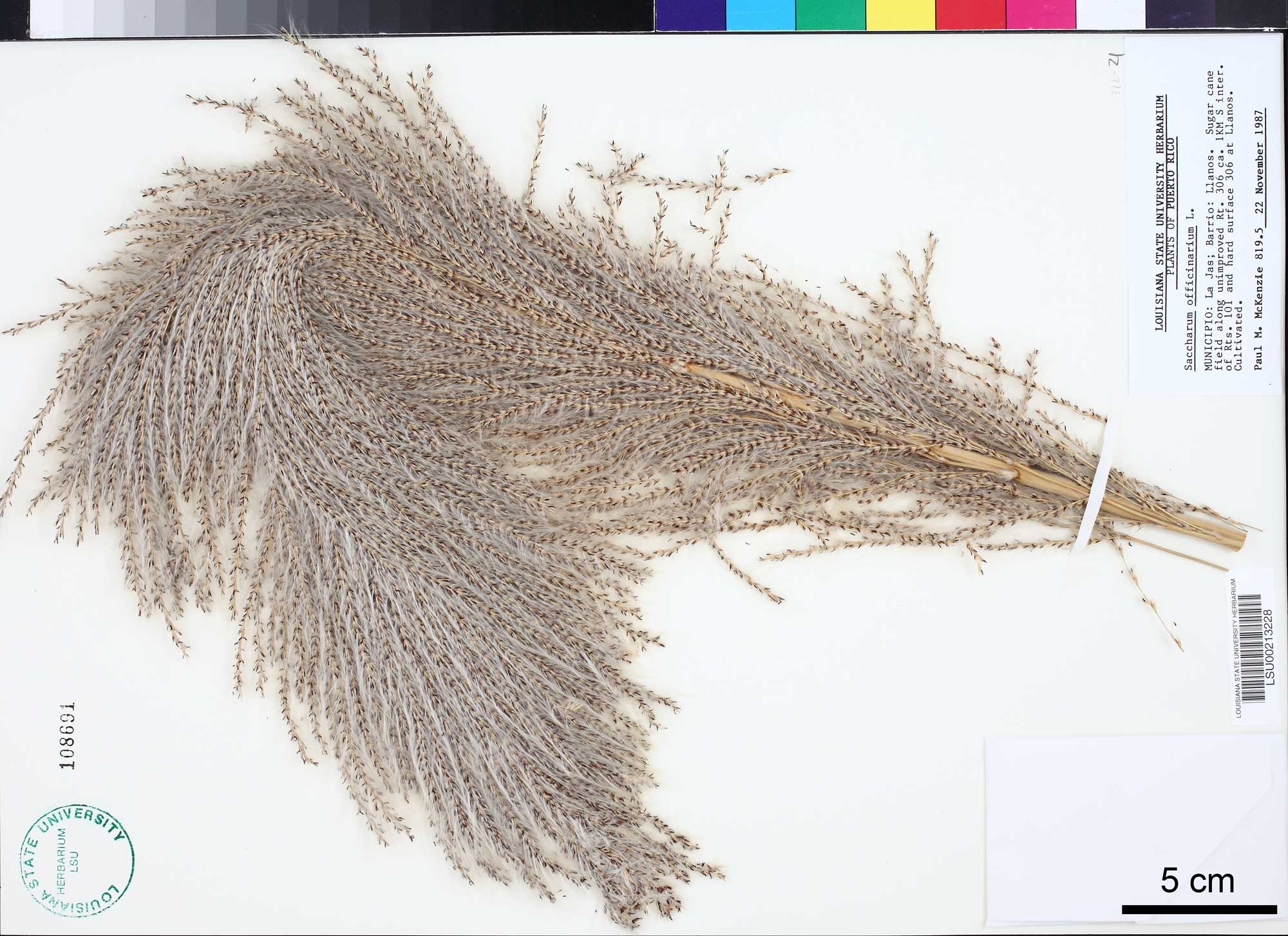 Photograph of a herbarium sheet of a sugarcane inflorescence. The inflorescence has a central stalk bearing many delicate branches with feathery hairs. The inflorescence is longer than the herbarium sheet, so in has been folded over to fit.