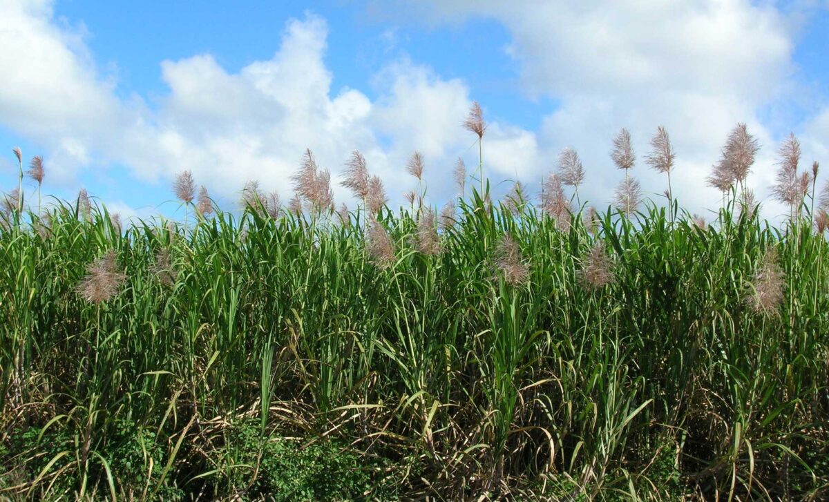 Photograph of a field of sugarcane. The photograph shows a field of tall green plants with long, thin leaves. Some of the plants have a feathery inflorescence at their tips.