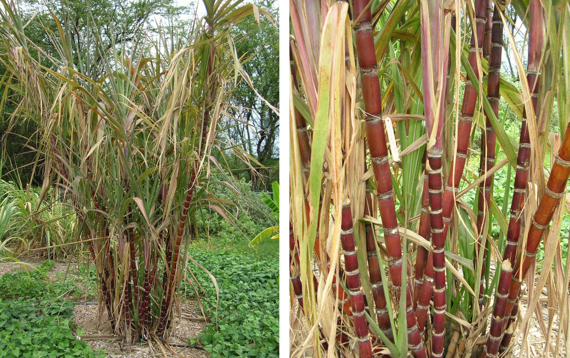 Two-panel photograph figure made up of pictures showing sugarcane stems. Panel 1: A small clump of sugarcane plants with reddish stems that have narrower white bands at regular intervals. The white bands are the nodes. The upper parts of the stem bear long, thin leaves. Panel 2: A closer view of the stems.