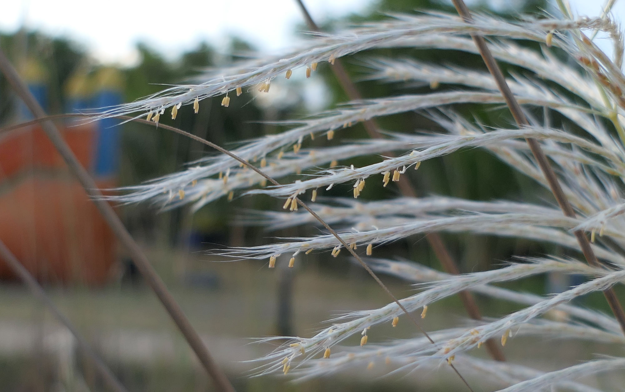 Photograph of part of a wild sugarcane inflorescence. The photo shows the tips of multiple delicate branches with feathery white hairs. Yellowish stamens dangle from the branches.