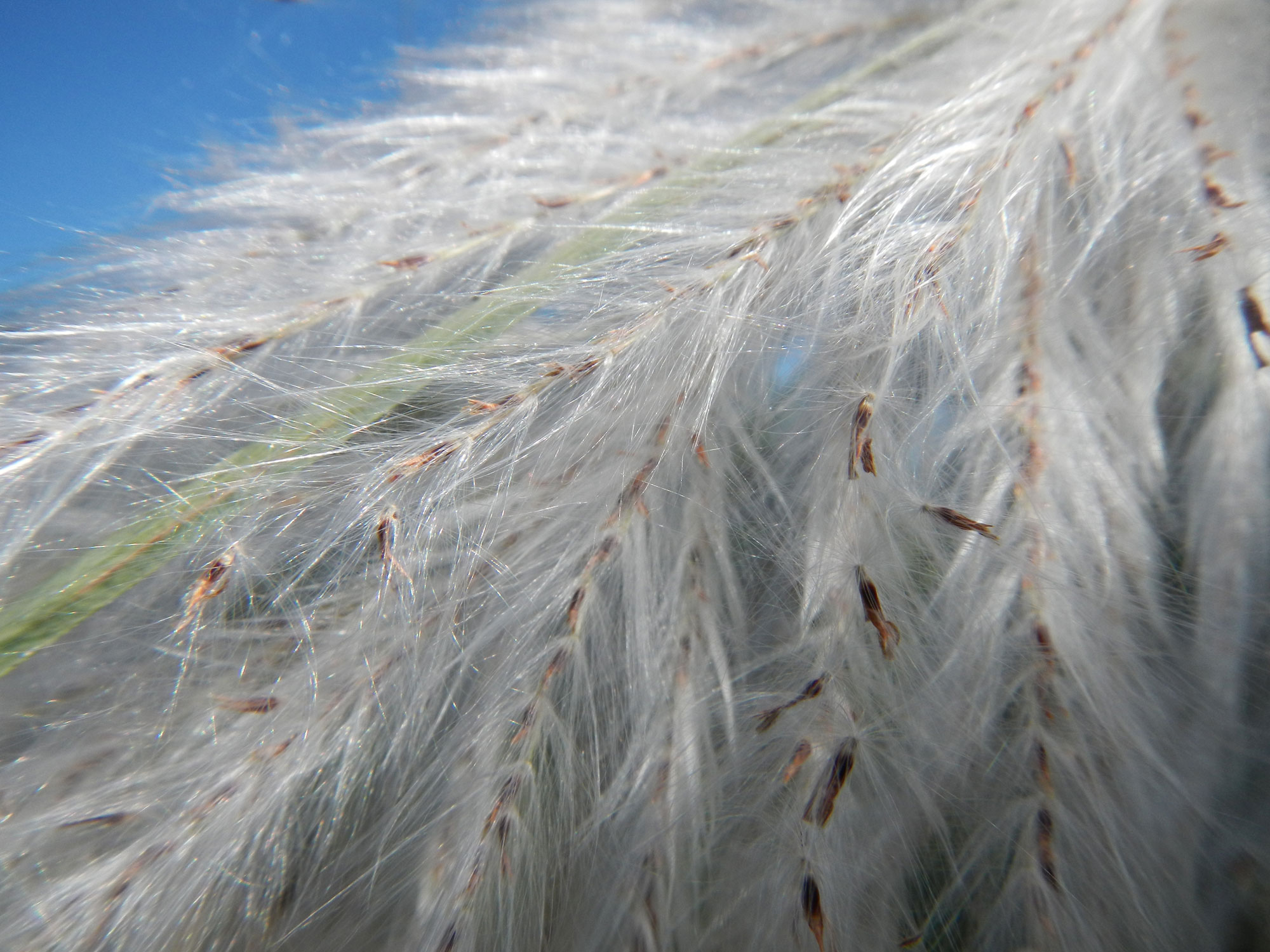 Photograph of part of a feathery inflorescence of a wild sugarcane plant. The photo shows delicate branches with feathery white hairs and brown anthers which have probably shed their pollen.