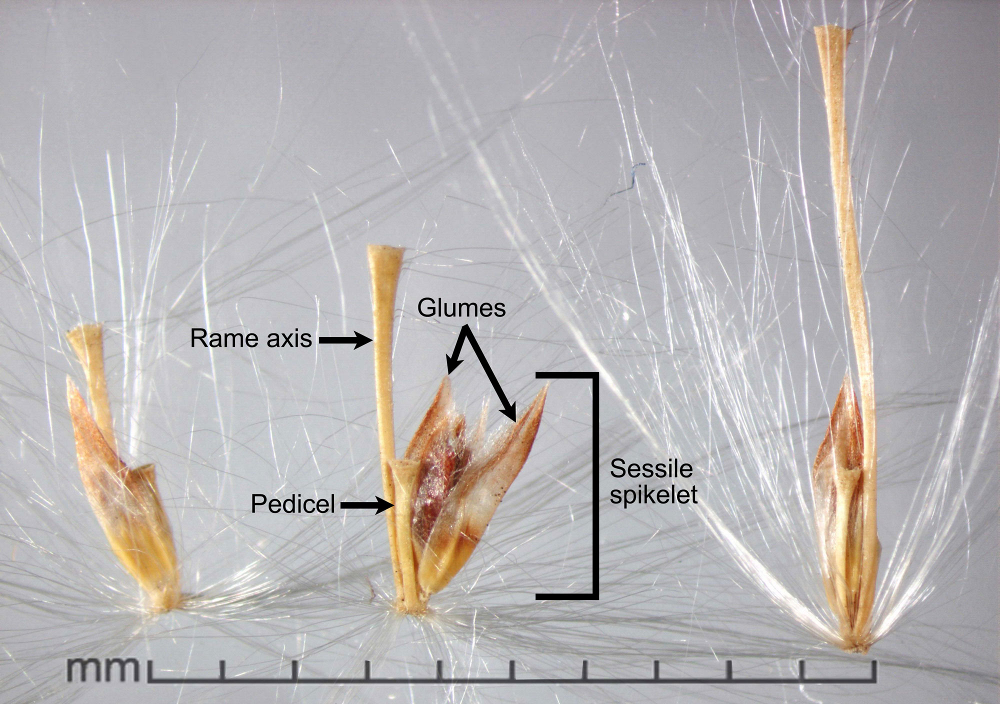Photograph of three disseminules of wild sugarcane. Each of the disseminules consists of a sessile caryopsis (grain) with its surrounding bracts and two attached stalks. The shorter stalk is a pedicel from the pedicellate spikelet and the longer stalk is part of the rame axis (branch).