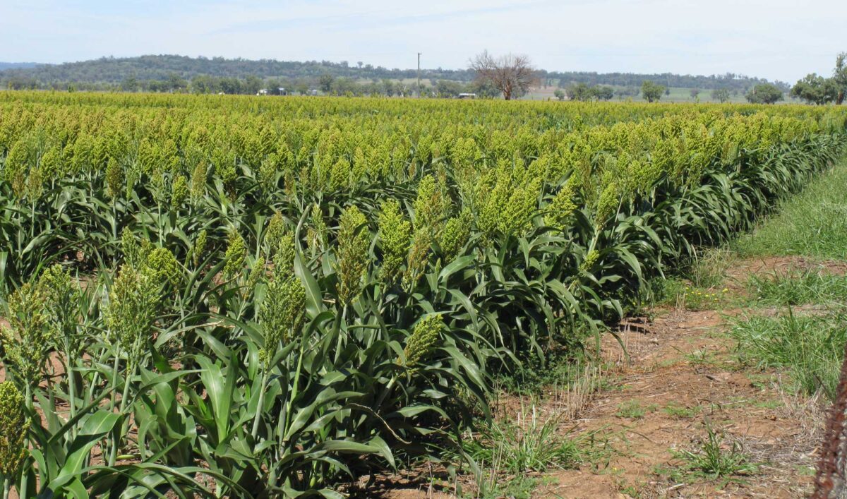 Photograph of a field of cultivated sorghum plants with greenish infloresences.