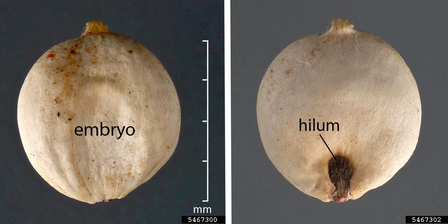 2-panel image showing photographs of each side of a sorghum caryopsis. Panel 1: Image showing caryopsis with an oblong indentation where the embryo has developed inside the seed. The depression is labeled "embryo." Panel 2: Image showing a caryopsis with a dark, round depression near its base. The depression is labeled "hilum."