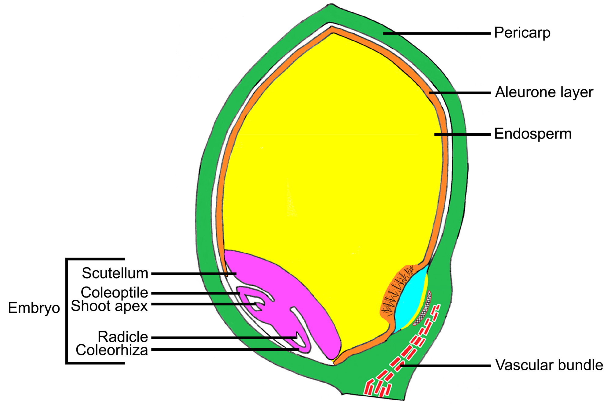 Diagram of a longitudinal section of a caryopsis of sorghum showing the embryo and endosperm. On the embryo, the scutellum, coleoptile, shoot apex, radicle, and coleorhiza are labeled. The endosperm, aleurone layer, pericarp, and. a vascular bundle entering the base of the caryopsis are also labeled.