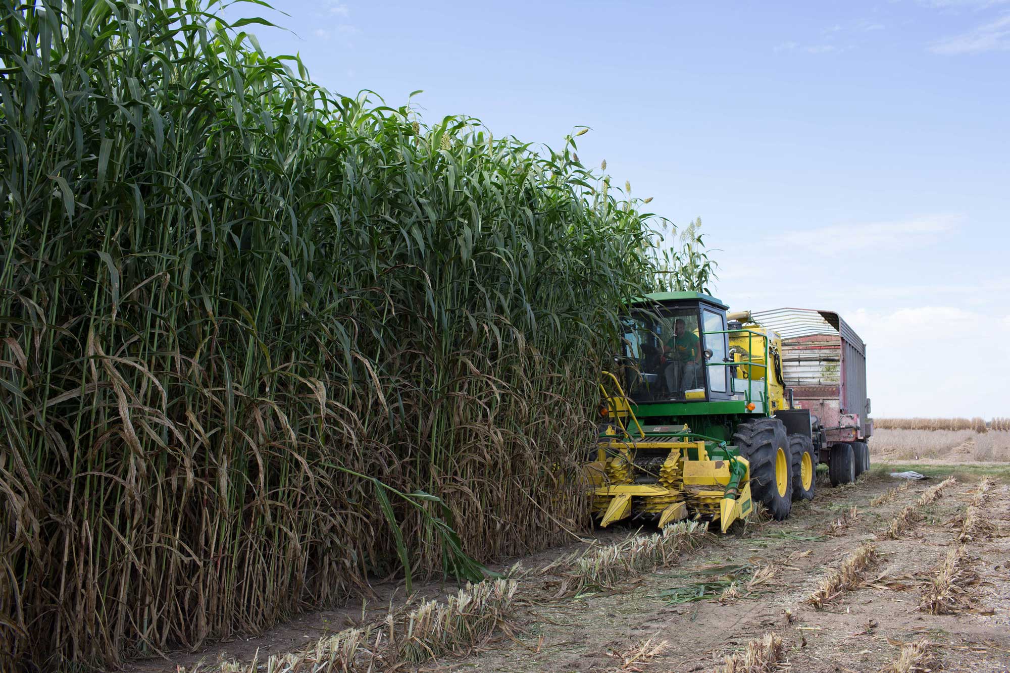 Photograph of a field of tall sorghum plants being machine-harvested. The photo sows a tractor with a harvesting attachment on the front and a wagon behind. A man in an enclosed cab operates the tactor. The sorghum plants are taller than the tractor.