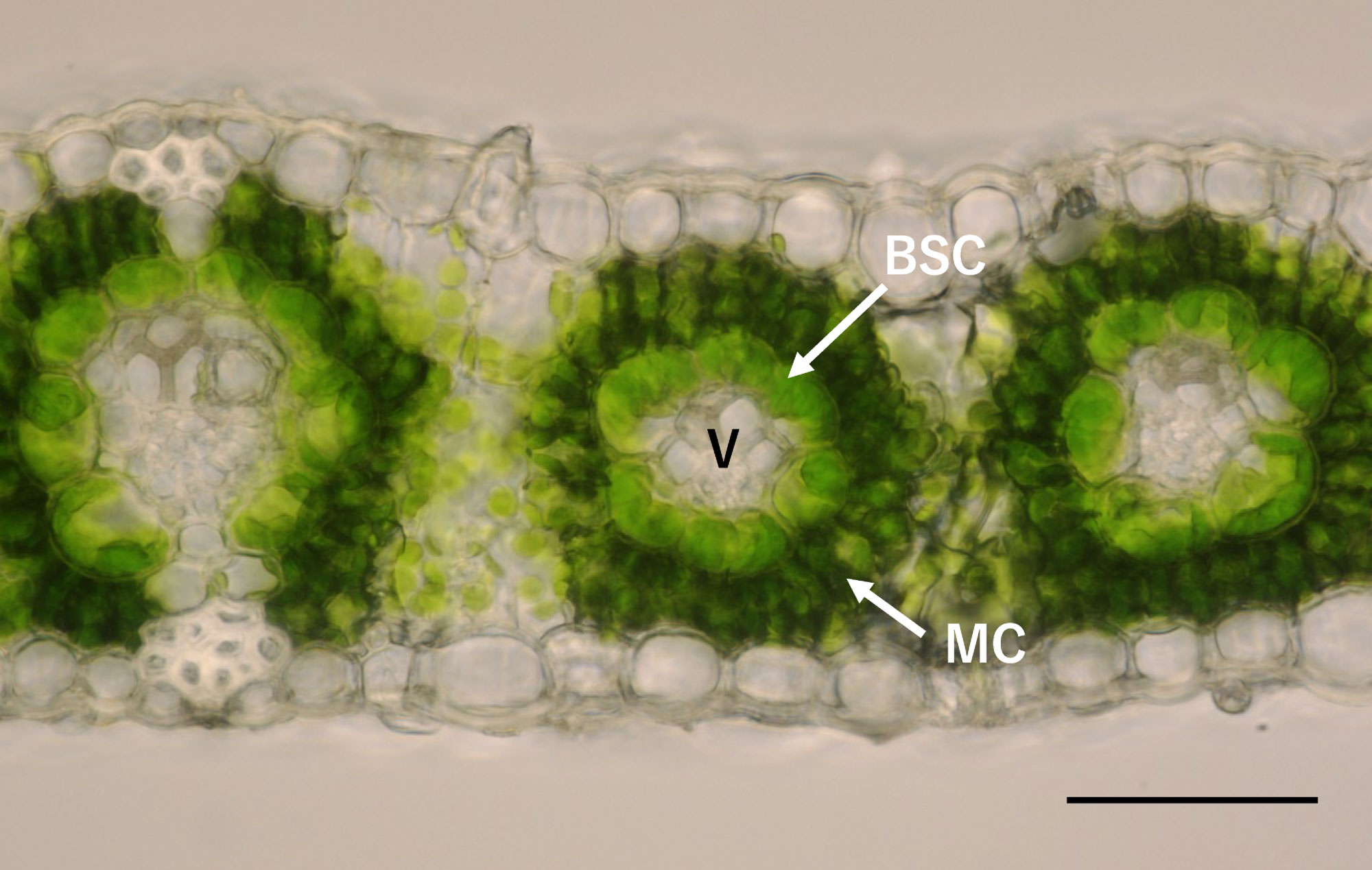 Photograph of a fresh cross section of a sorghum leaf. The photo shows three vascular bundles with vascular tissue at the center. Each vascular bundle is surrounded by a single layer of bundle sheath cells with bright green chloroplasts. Dark green mesophyll cells surround the bundle sheaths. One vascular bundle is labeled.