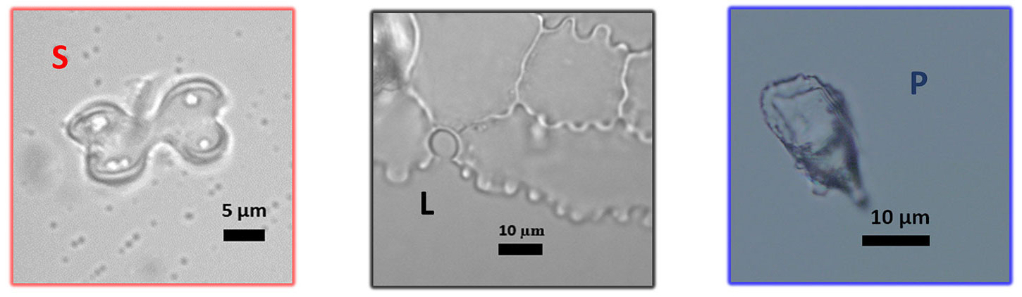 3-panel image showing photographs of phytoliths from a sorghum leaf. The images show, from left to right, a bilobed phytolith, long-cell phytoliths with wavy walls, and a conical phytolith from a prickle-hair.