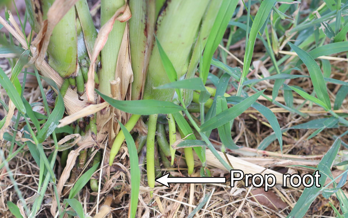 Photograph showing the base of a sorghum plant with green prop roots emerging and growing toward the soil. One of the prop roots is labeled.