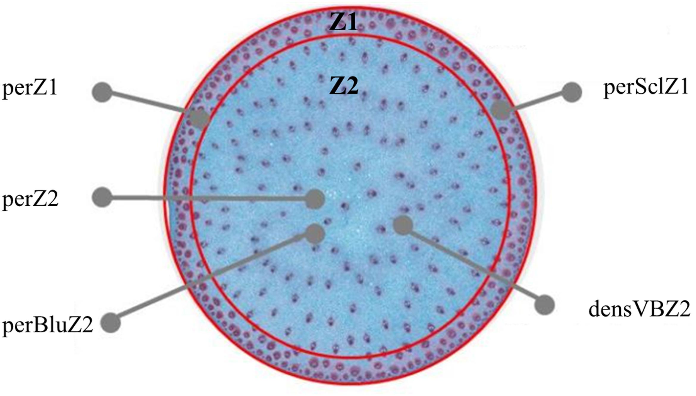 Photograph of a stained cross section of a sorghum stem. The photograph shows a circular stem that has been stained blue. Darker vascular bundles are scattered throughout the stem. They are most dense near the periphery and less dense in the interior.
