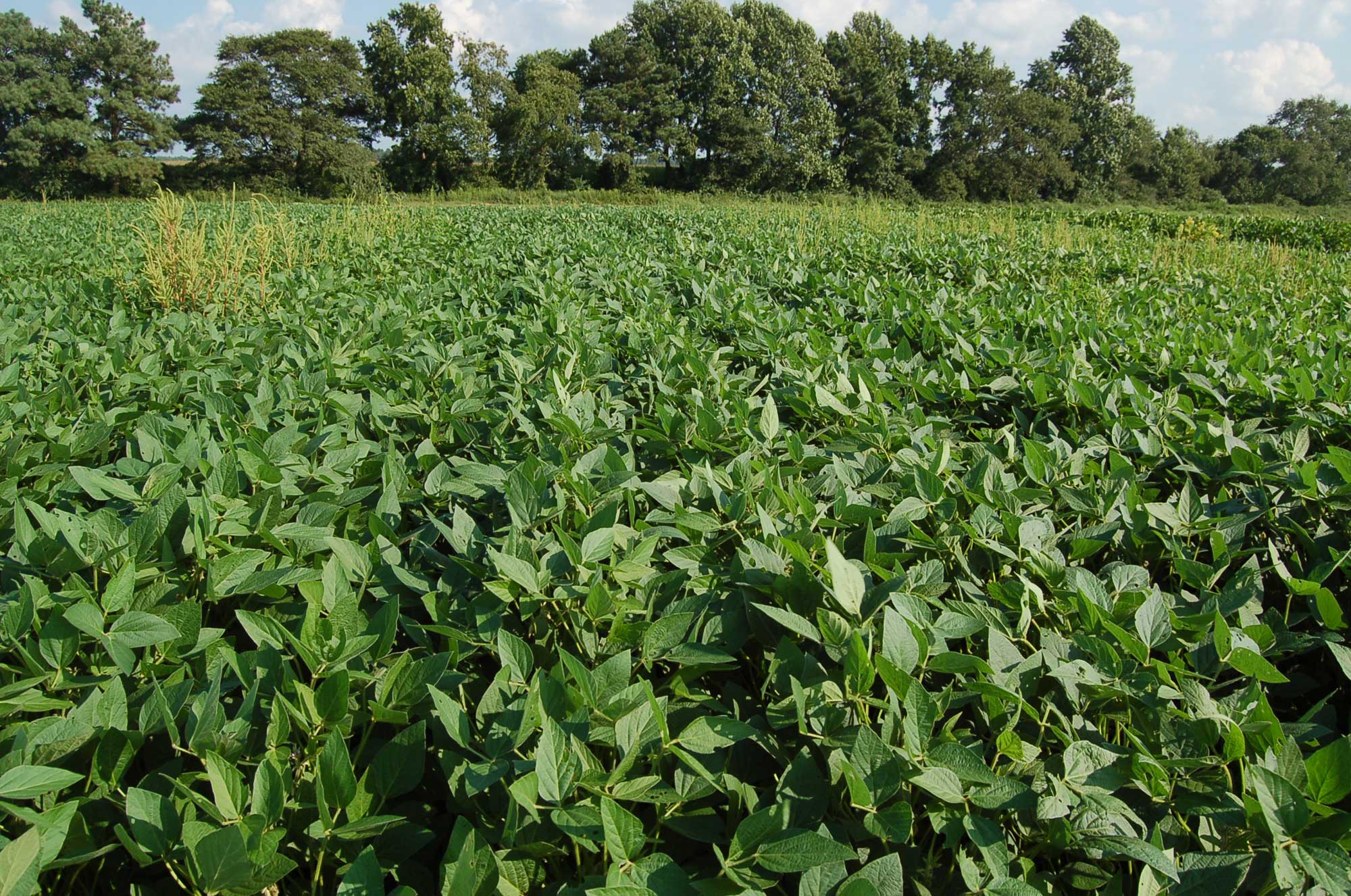 Photograph of a soybean test field infested with a small amount of Palmer amaranth in Delaware.