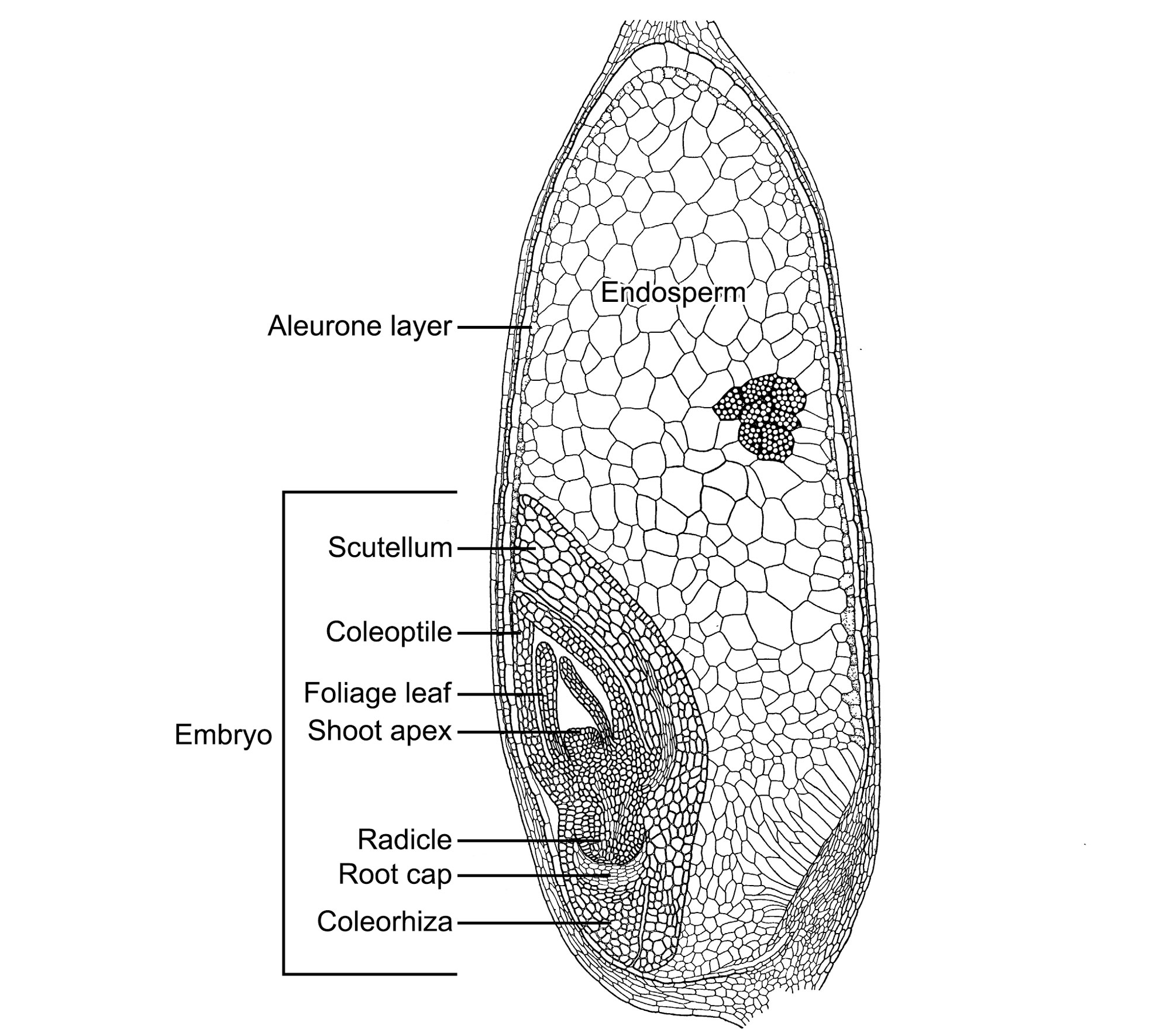 Drawing of a longitudinal section of sugarcane caryopsis or grain. The drawing shows an oval grain with an embryo in the lower left and the remainder of the grain taken up by endosperm. The embryo includes the following labeled parts: scutellum, coleoptile, foliage leaf, shoot apex, radicle, root cap, and coleorhiza. The aleurone layer is a single layer of cells surrounding the remainder of the endosperm.