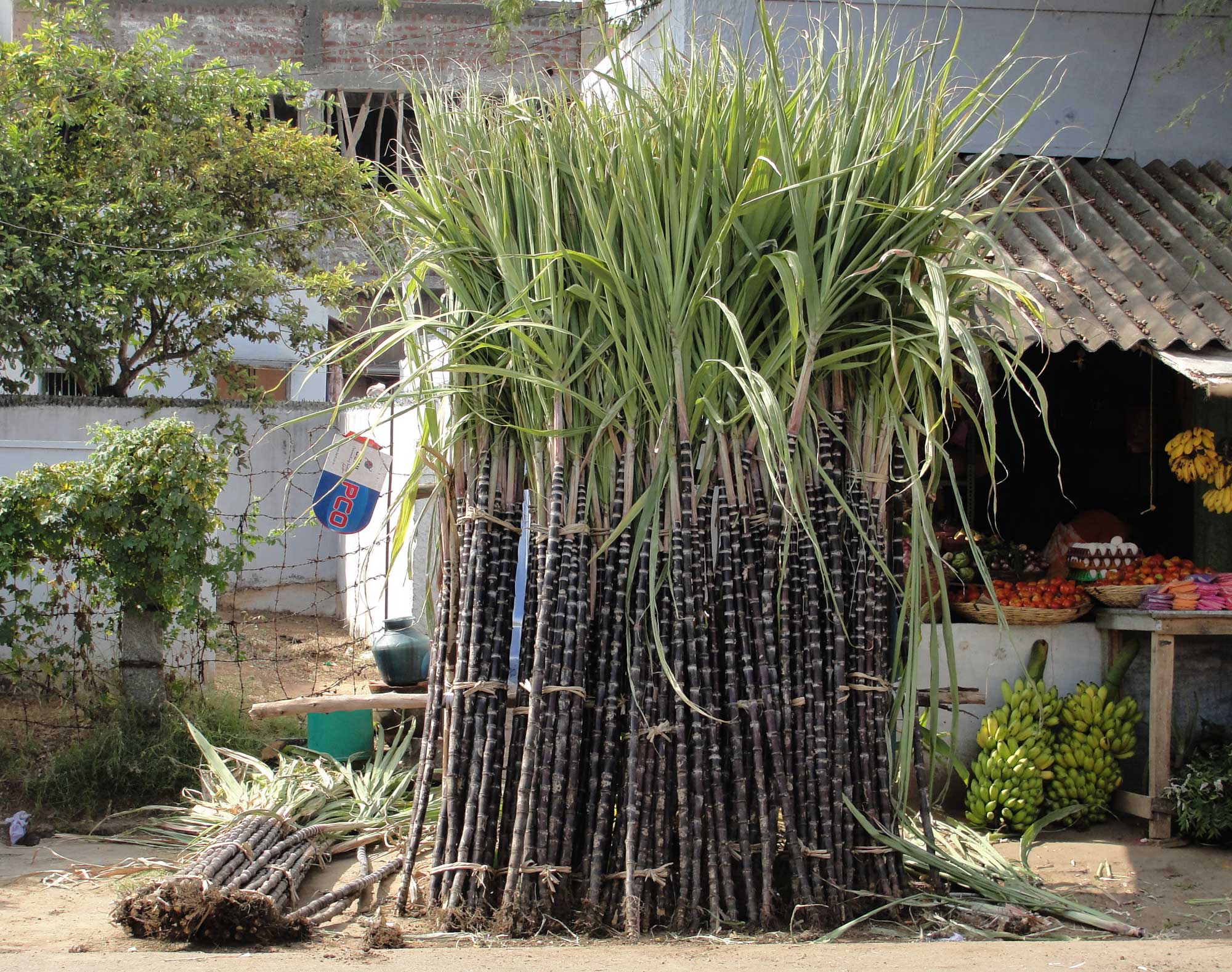 Photograph of bundles of sugar cane near a market stall. The photo shows multiple bundles of sugarcane standing upright, with a few bundles laying the on the ground to the left. The sugarcane stalks are purple with regularly spaced with bands. Elongated leaves are born near the tops of the sugarcane stems.