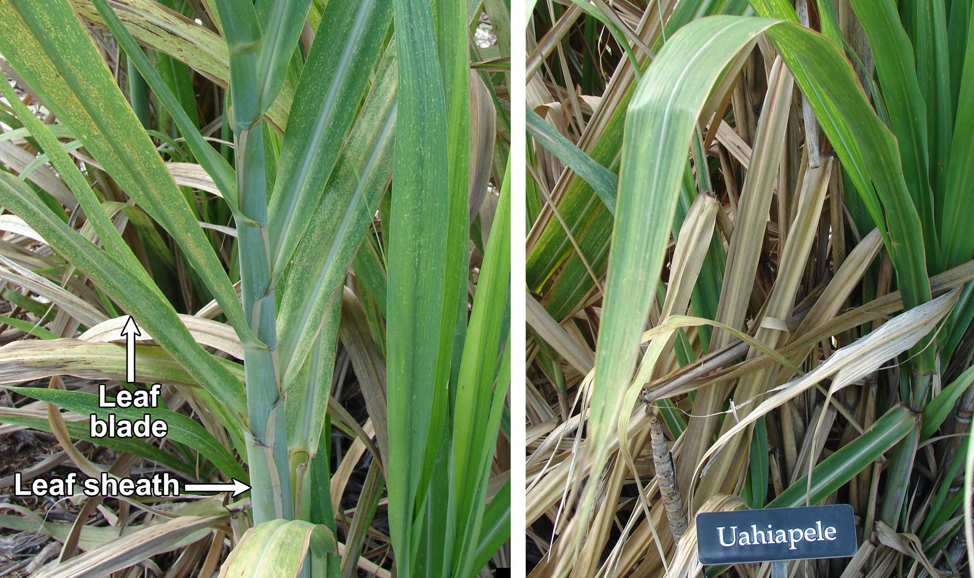 Two-panel photograph figure made up of pictures showing sugarcane leaves. Panel 1: Portion of a sugarcane stem and leaf bases. The photo shows a stem with alternately arranged leaves. Each leaf has a green sheath with tan margins clasping the stem and a green blade angled away from the stem. Panel 2: Photo showing a portion of a leaf blade arching toward the viewer. The leaf is elongated and green with a lighter midrib.