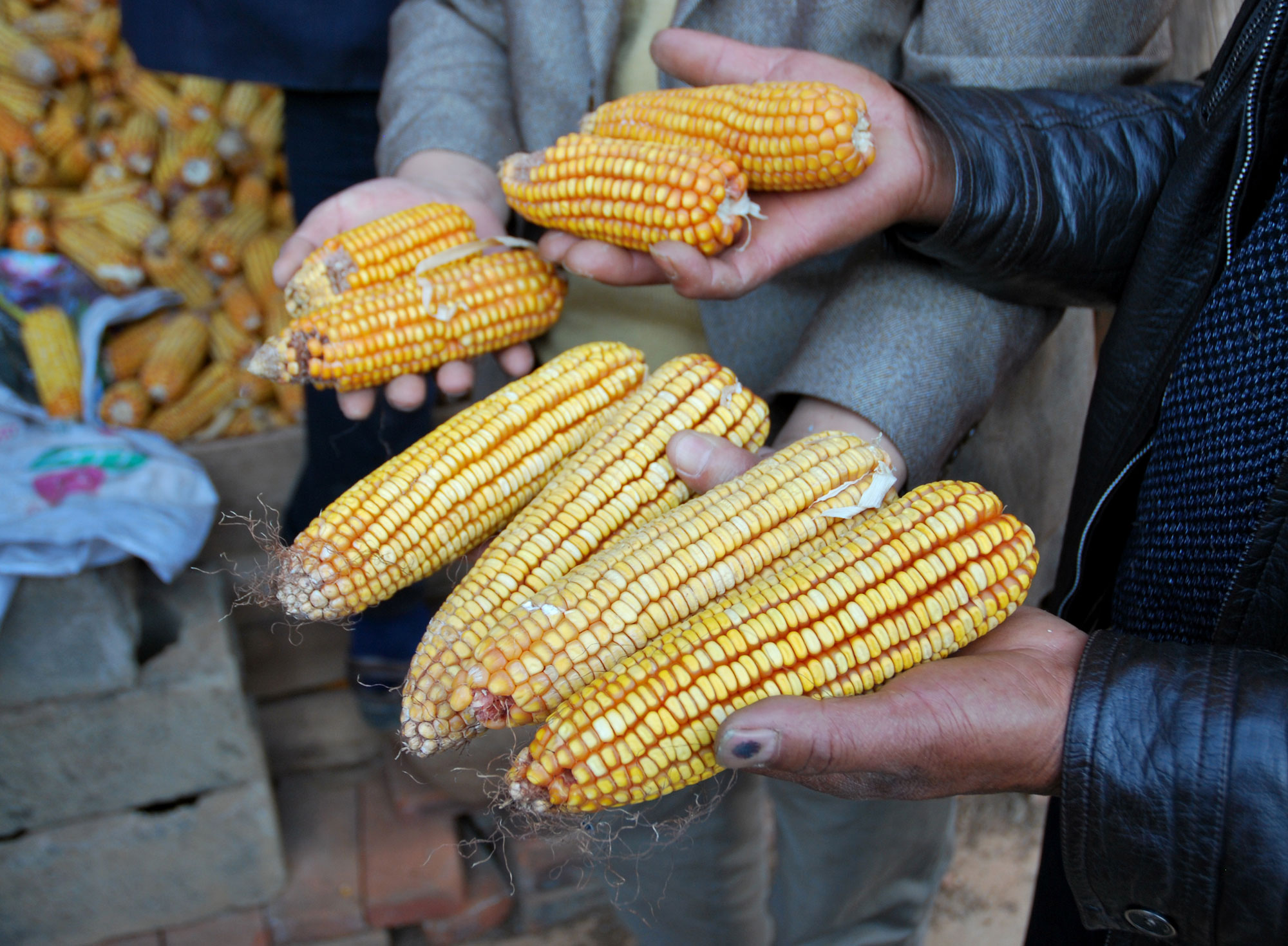 Photograph showing contrast between traditional and high-yielding hybrid maize varieties in China. The photo shows the hands of two people, each holding two ears of maize in each hand. The hybrid ears are much longer than the ears of the traditional maize variety.