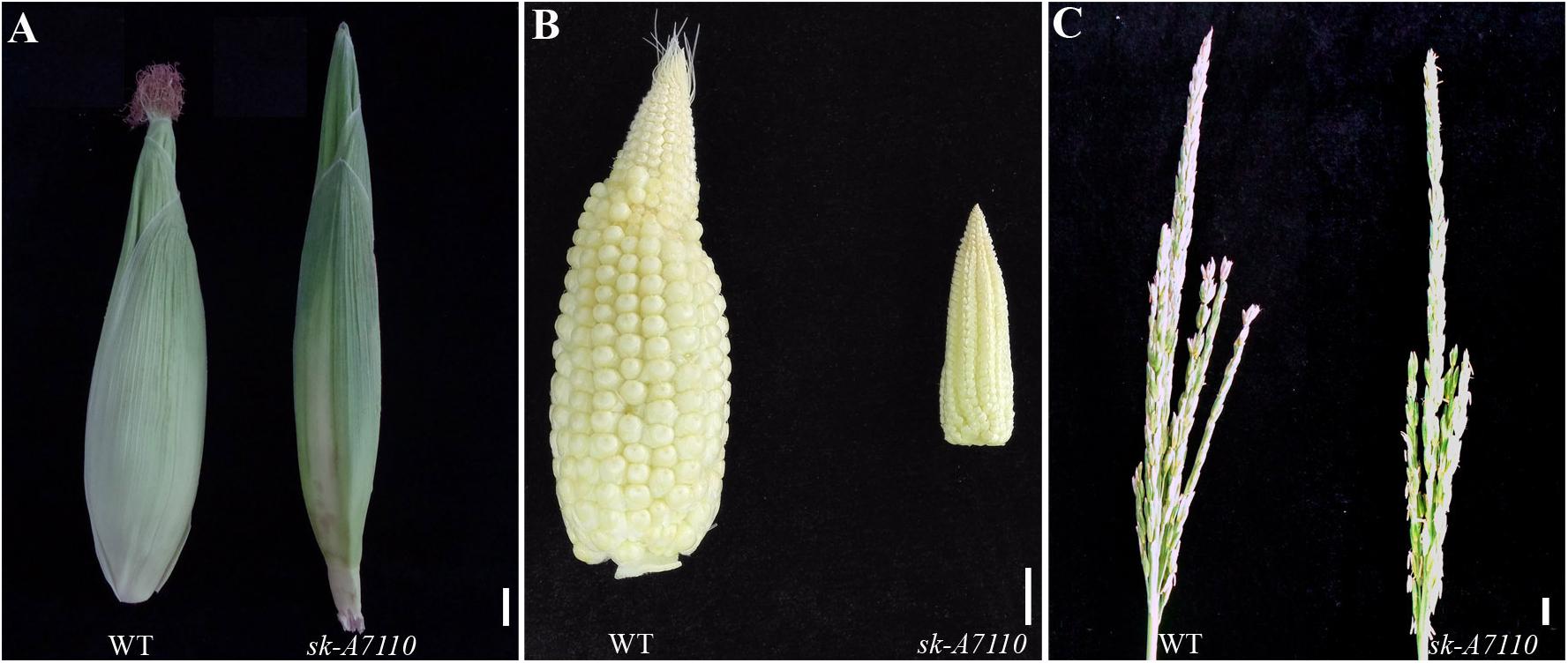 Three panel image of photographs showing organs from wild-type and a mutant strain of maize side-by-side. Panel 1: A ear of maize with silt at the tip next to a thinner ear of maize with no silk at the tip. Panel 2: Ears of maize with the husks removed. One ear is larger with many developed kernels, whereas one ear is much smaller. Panel 3: Tassels. One tassel is more branched than the other.