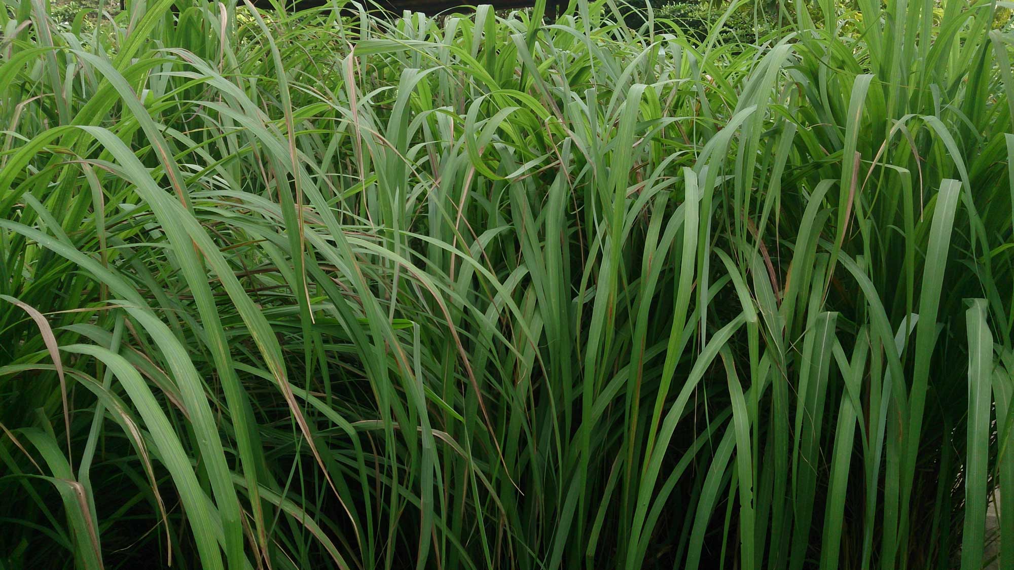 Photograph showing citronella. The photograph shows long, green grass leaves.