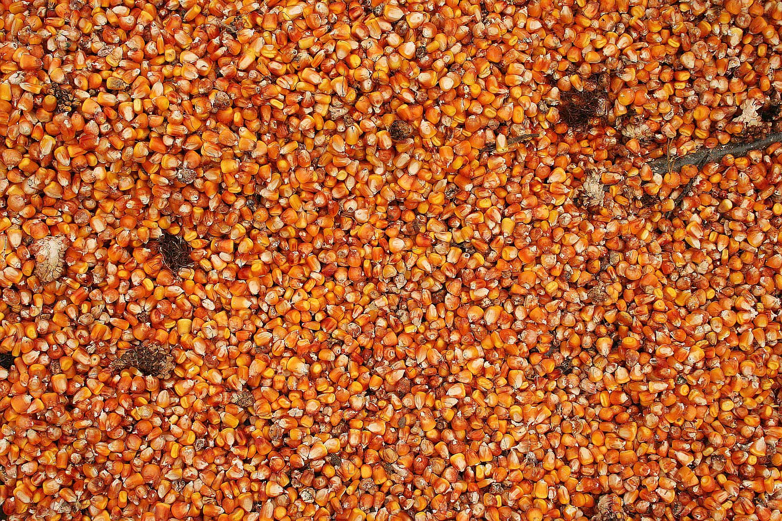 Photograph of maize kernels. The photo shows numerous yellow to orange maize kernels with some dried pieces of cob.
