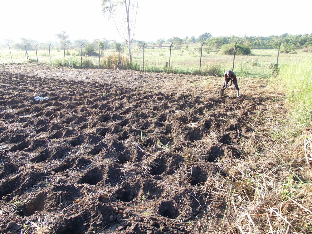 Photograph of a man using a hoe or shovel to hand-dig a series of large, shallow, rectangular holes in a plot being prepared for maize planting.
