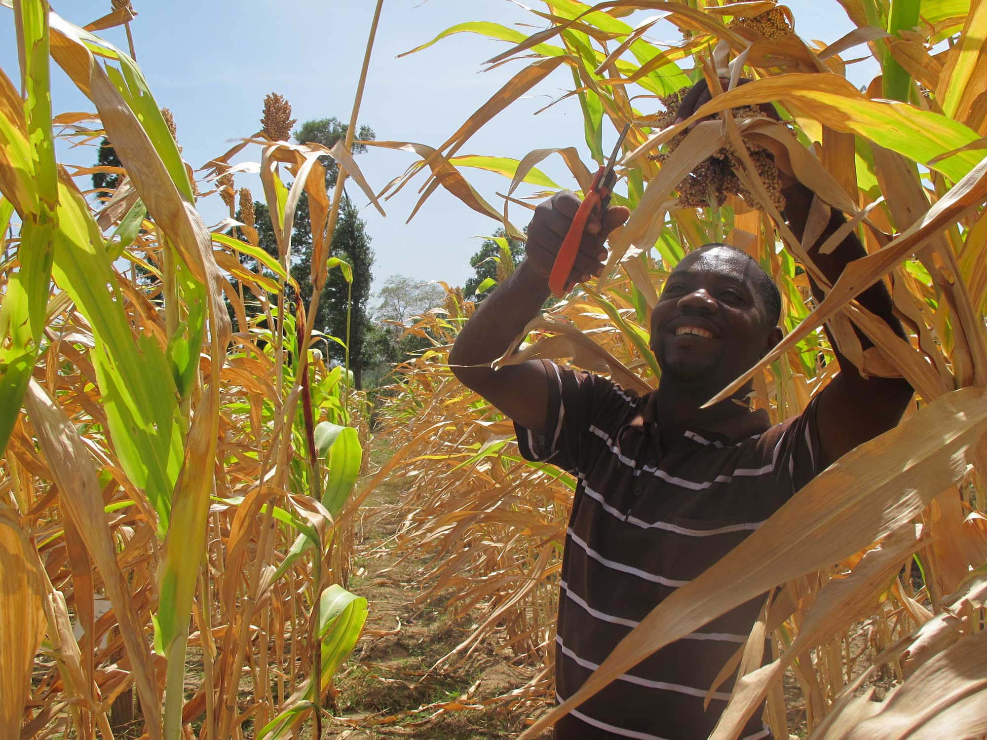 Photograph of a man hand-harvesting sorghum in Haiti. The photo shows a man standing in a field of sorghum and reaching up to cut an ear of sorghum off a plant with a tool.