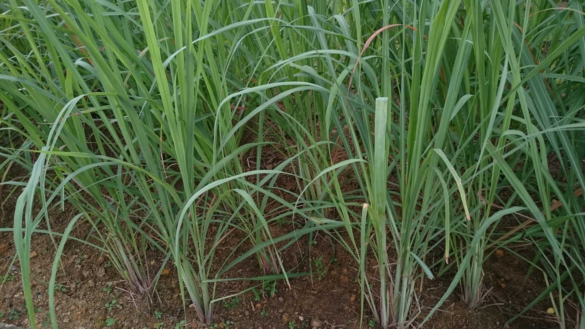 Photograph of lemongrass. The photo sows lemongrass plants growing in coarse-grained soil.