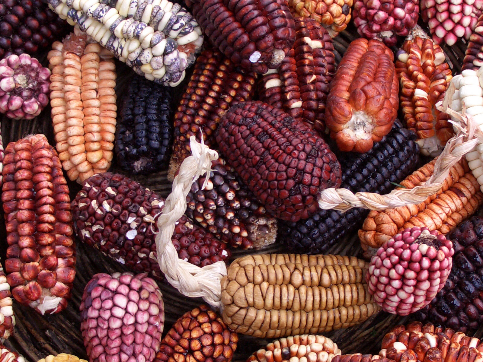 Photograph of ears of maize from Peru. The photo shows relatively short ears of maize with kernels in a variety of colors, ranging from light brown to orange to pink to deep red.