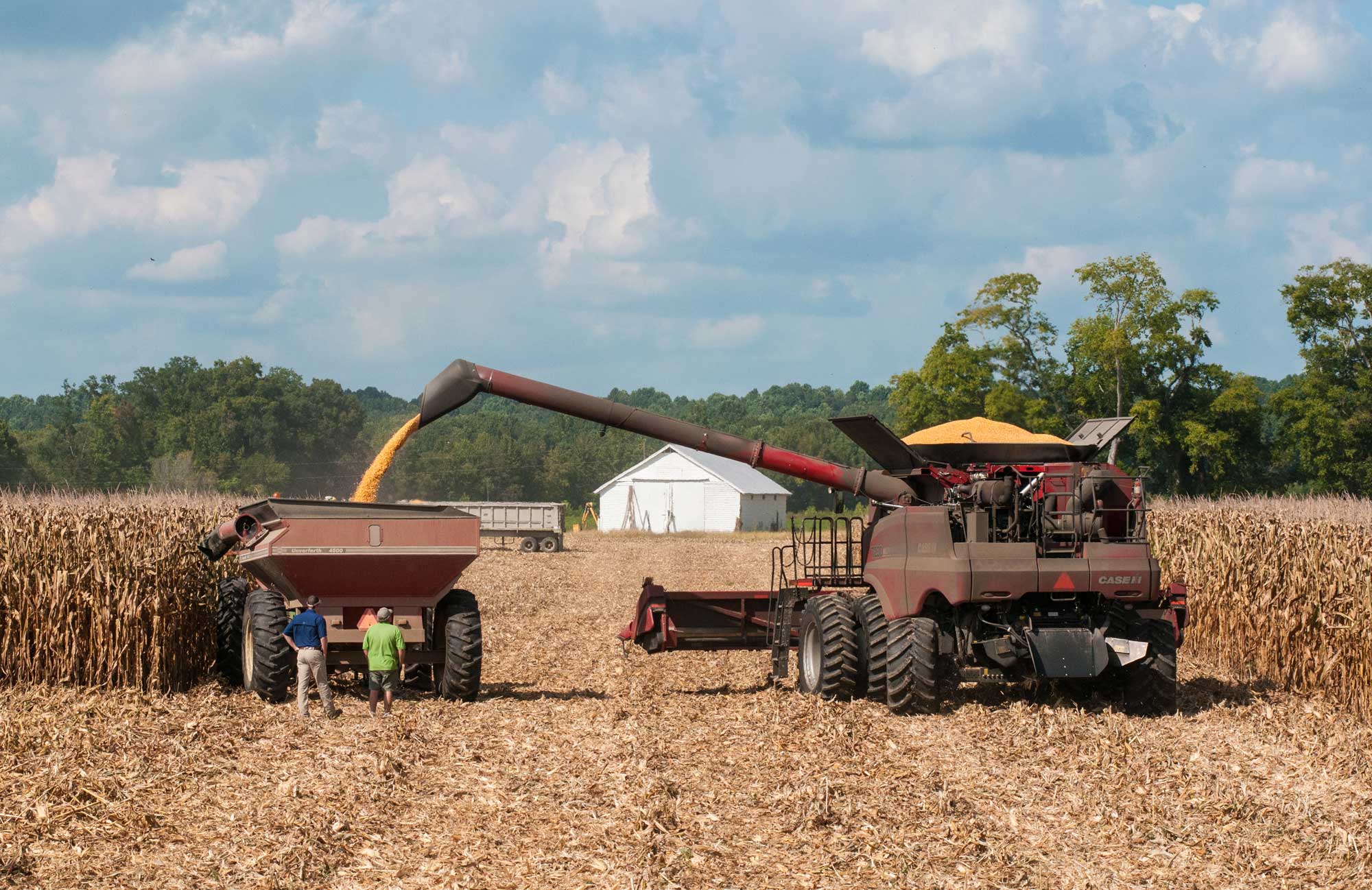 Photograph of the maize kernel harvest at a farm in Virginia. The photo shows a red combine sitting in a partially harvested field of maize and facing away from the viewer. A chute extending from the left side of the combine is angled over a red trailer. Maize kernels are streaming from the end of the chute and into the trailer. Two men stand near the trailer, watching it being loaded.