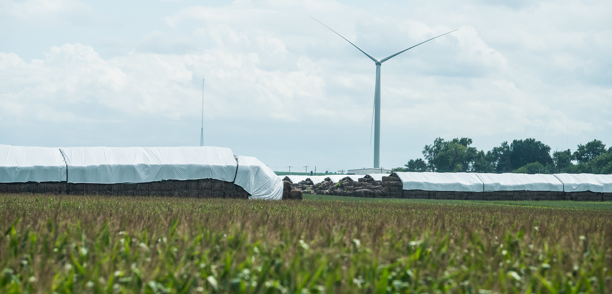 Photograph of bales of maize stover stored at a bioethanol plant is Iowa. The photo shows long piles of rectangular bales covered by white plastic or cloth sitting in a field, with a wind turbine in the background.