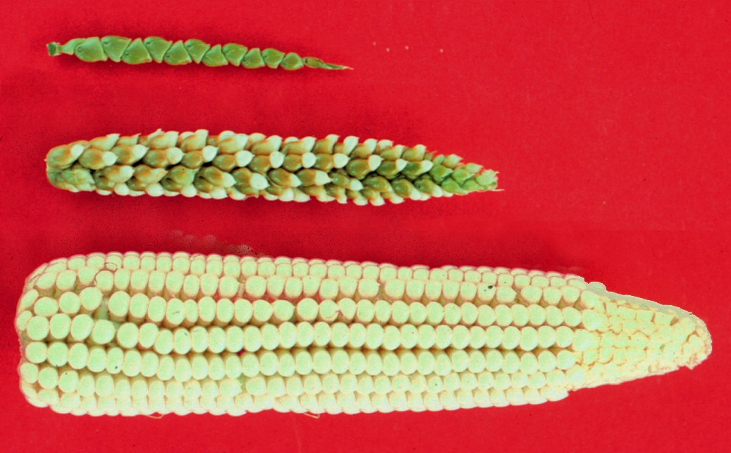 Photograph showing ears of teosinte (top), maize (bottom), and a teosinte-maize hybrid (center) against a red background. The teosinte ear is the smallest and looks like it consists of a single row of green kernels. The maize ear is the largest, with may rows of large, yellow kernels. The hybrid is intermediate between the two.