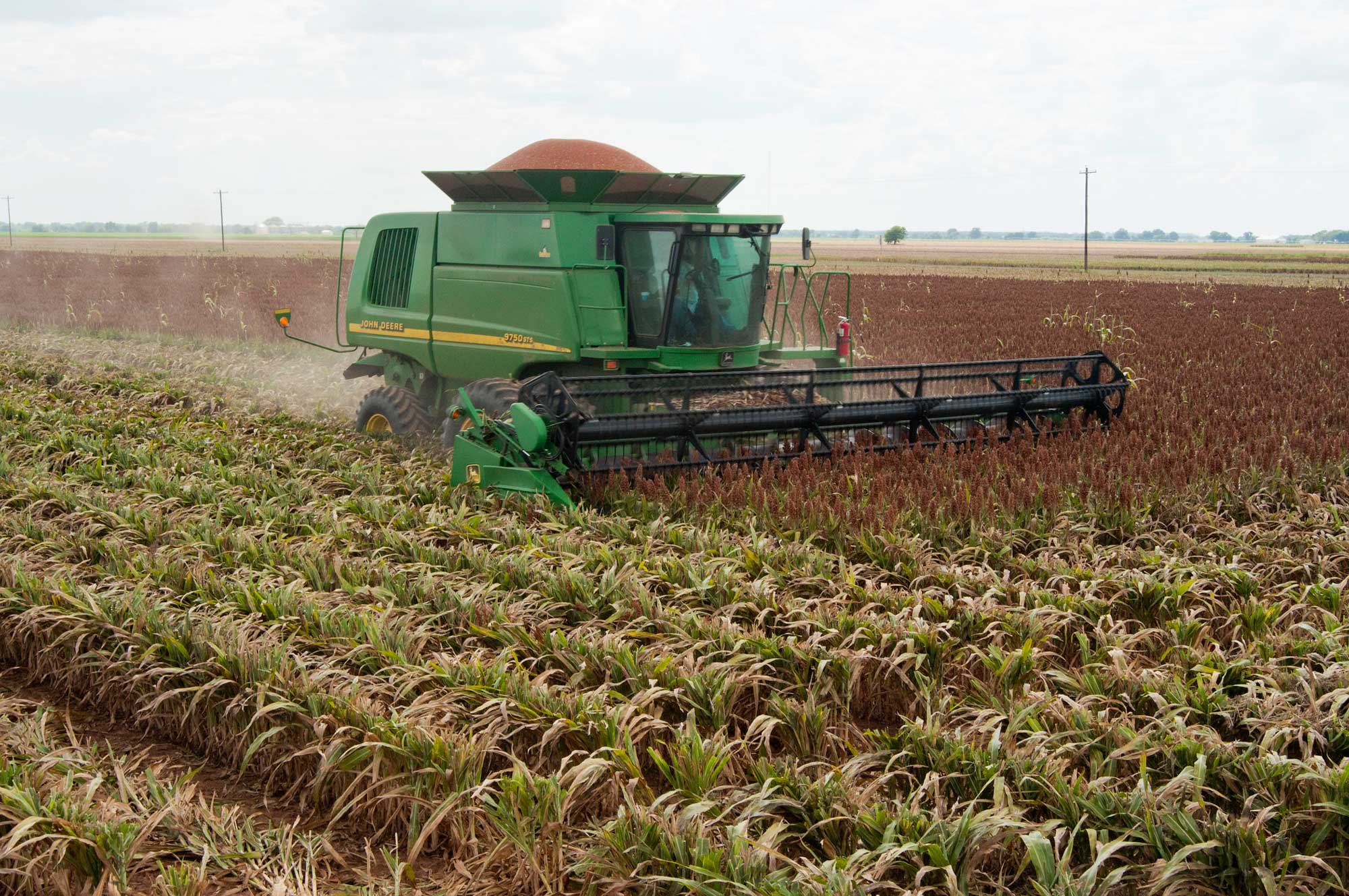 Photograph of the sorghum harvest on a farm in Navasota, Texas. The photo shows a green and yellow combine cutting ears of sorghum off the tops of sorghum plants. A pile of red grain can be seen mounded on top of the combine. The ears on the plants nearer the viewer have already been harvested.