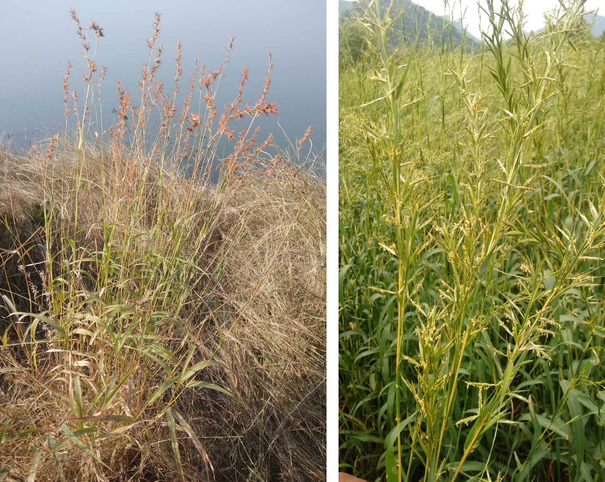 2-panel image showing pictures of palmarosa plants. Panel 1: Palmarosa in flower next to a body of water. Panel 2: Closer of flowering shoots of a different palmarosa plant.