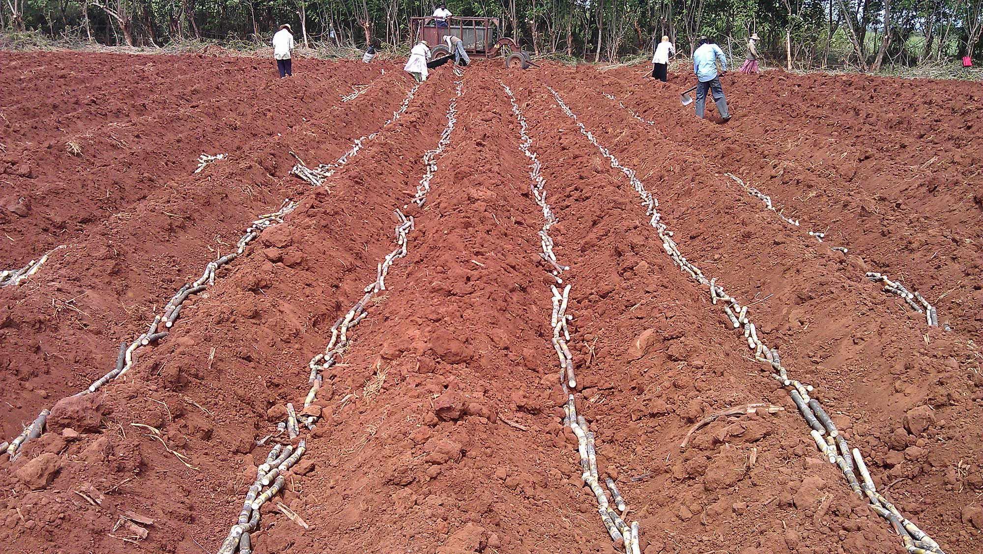 Photograph of people planting pieces of sugarcane stalk in furrows by hand. The photo shows a plowed field with parallel furrows in it. Pieces of sugarcane stem have been laid in a line in each furrow. In the Background, people can be seen working in the field.