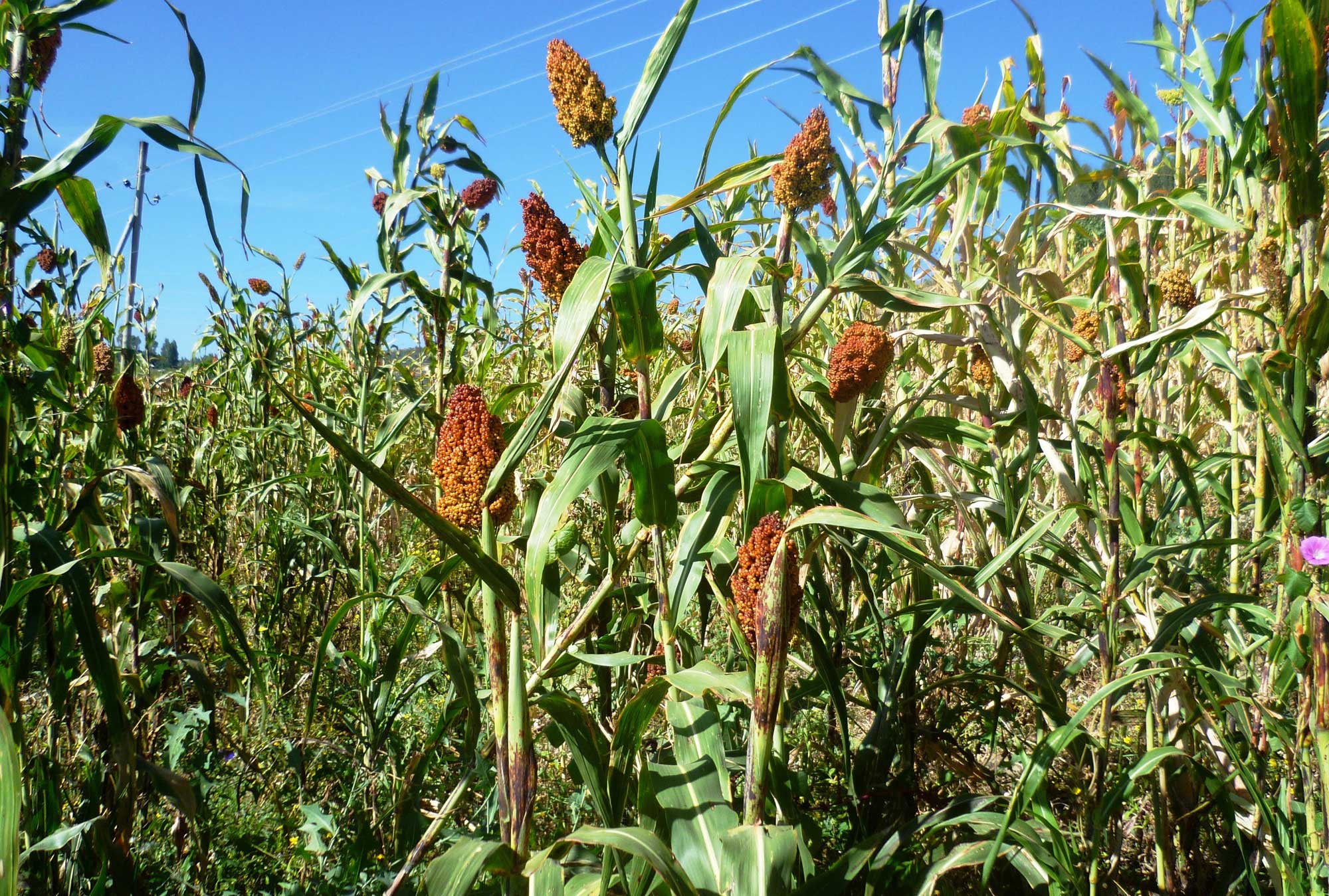 Photo of a field of sorghum in Amara, Ethiopia. The photo shows sorghum plants with ears of reddish-orange grain.
