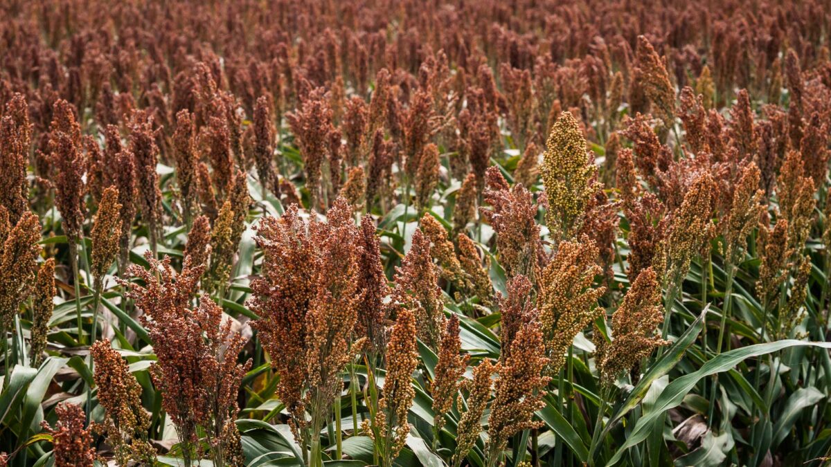 Photograph of a field of sorghum in Texas. The photo shows a dense field of sorghum plants with yellowish to dark pink ears of grain.