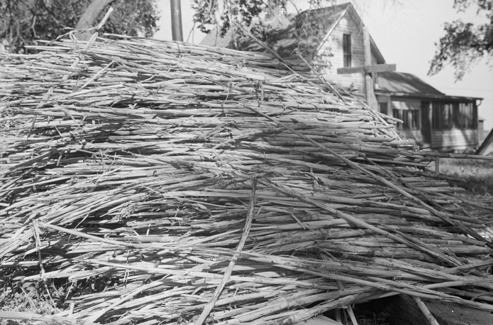Black and white photograph showing a pile of sorghum stalks near a house.