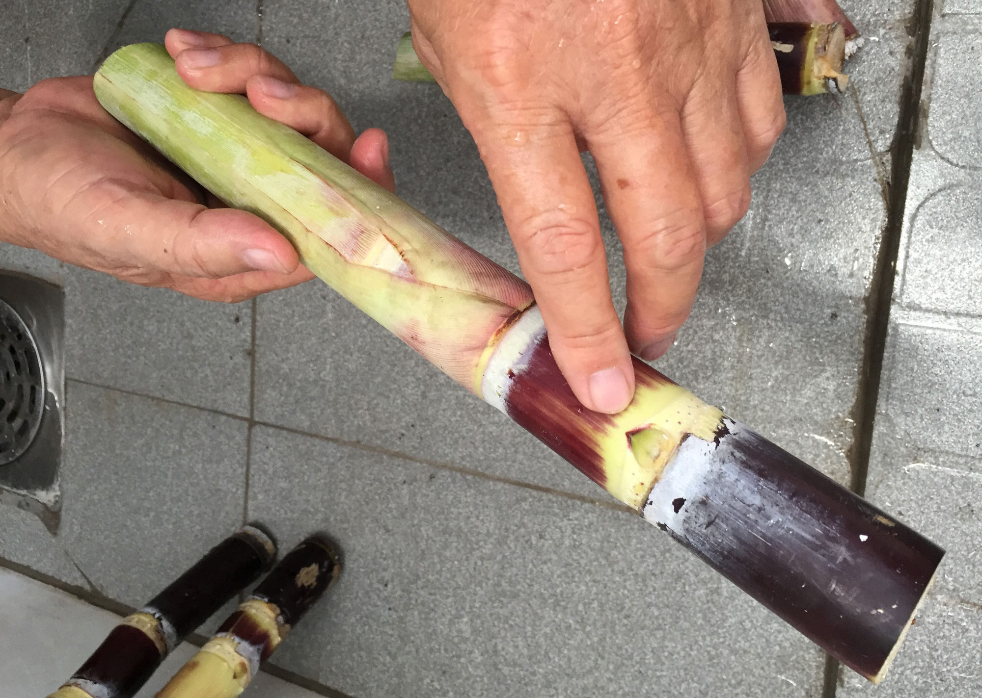 Photograph of a piece of a sugarcane stem with a bud. The photo shows a piece of stem held by a man in one hand, with the other hand pointing at a large bud.