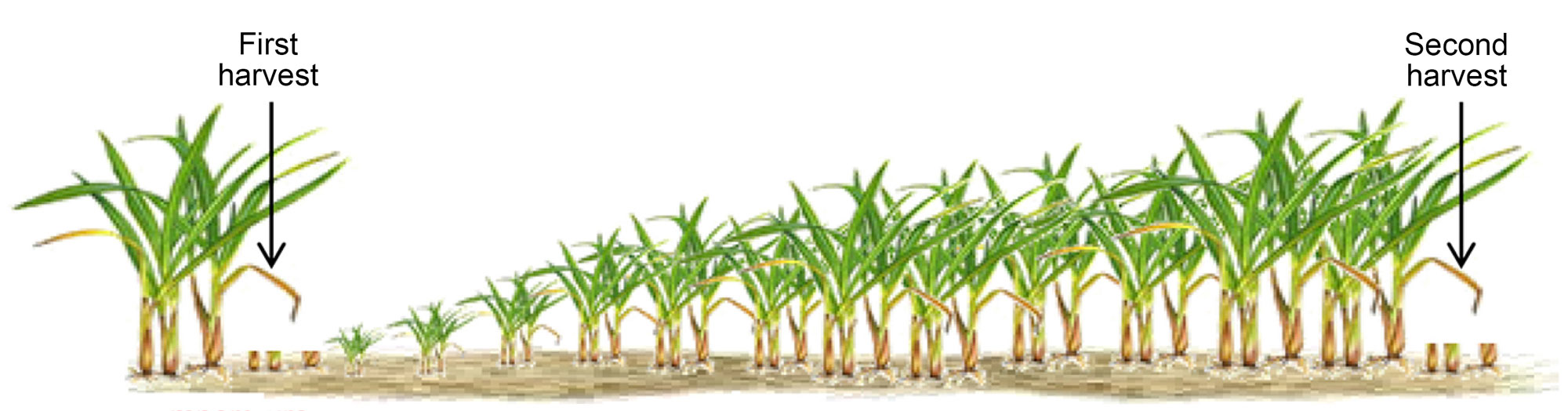 Digram showing the process of ratooning. In the diagram, sugarcane plants are cut, leaving just the bases of the stalks sticking out of the ground. The stalks then resprout, producing a second crop of sugarcane. The second crop is cut, leaving the bases of the stalks sticking out of the ground.